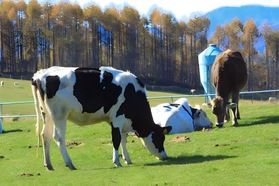 東京ドーム45個分！心洗われる大自然に囲まれた　長門牧場🐄