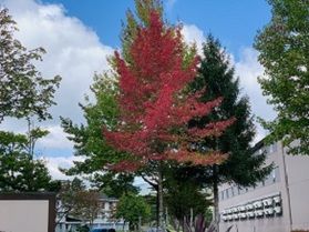 ホテルの玄関前が秋色に^^