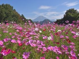 大山を背景に広がる100万輪のコスモス畑♪とっとり花回廊