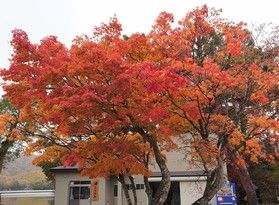 周辺紅葉の様子
