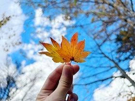 本日の奥日光