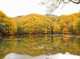 【2023年最新情報】裏磐梯高原周辺の紅葉・現在の様子