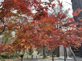 本日の奥日光