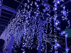 「Hisu花」藤島イルミネーション2023開幕☆彡
