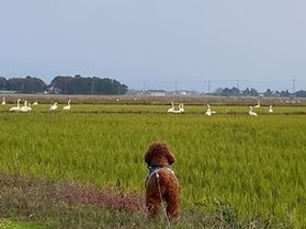 庄内地方晩秋の雰囲気