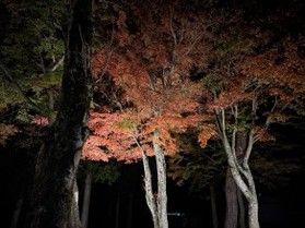 幻想的な夜を楽しむ♪紅葉のライトアップ