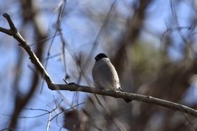 冬に現れる超モチモチな鳥