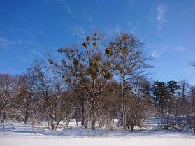 冬でも枯れない植物~愛の木~