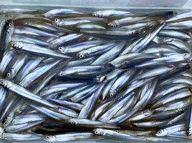 愛知県のワカサギ釣りのメッカ「入鹿池」に行ってきました!