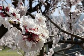 【あんずの里】只今冬真っ盛り。でもちょっと早めに春の情報を。