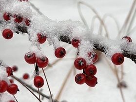 雪の安曇野⛄
