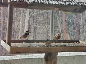 香り高いヒマワリの種～白きび：玄ひえ：玄アワを添えて～