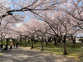 春のオフピーク旅のご案内