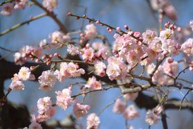 早い春の訪れ♬<br>湯田川温泉 梅林公園