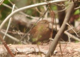 春の渡り鳥がちらほら来ています~ミソサザイ~
