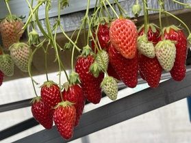 美味しいいちごがお腹いっぱい食べられます❕🍓