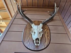 当館ロビーにインパクトのある頭蓋骨！！