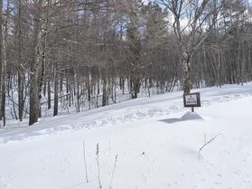 現在の嬬恋鹿沢⛄雪情報⛄