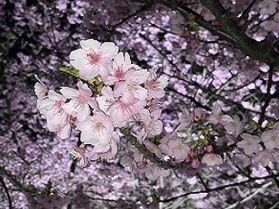 大角海浜公園の桜情報🌸