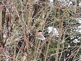 Q：野鳥観察はできますか？？
