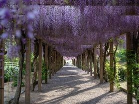 300mの藤棚🌸大三島藤公園