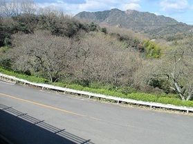【休暇村園地を彩る花♪】ソメイヨシノ