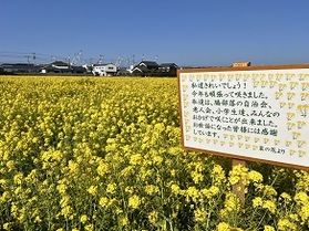 今、見頃の菜の花畑!