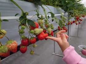 気仙沼から車で30分 せせらぎ いちごパーク