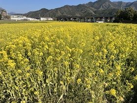 見奈良菜の花まつり♪