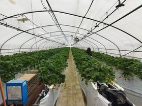 鹿沼市のいちご園 ベリーズファンへ