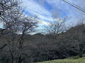 【休暇村園地を彩る花♪】ソメイヨシノ～part２～