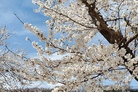 宮古の桜の満開はいつ頃？