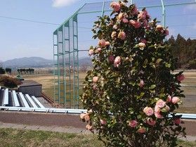 椿開花状況 その①