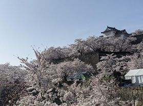 桜前線到来 蒜山周辺の桜情報