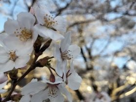 桜は咲いてるの?