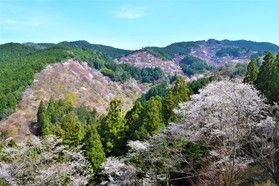 吉野山バスツアーってこんな感じなんです!!