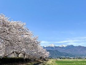 🌸桜開花情報🌸