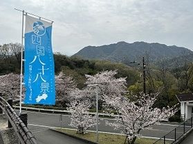 【休暇村園地を彩る花♪】ソメイヨシノ~part3~