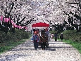 【北上市展勝地さくらまつり】開催中！！