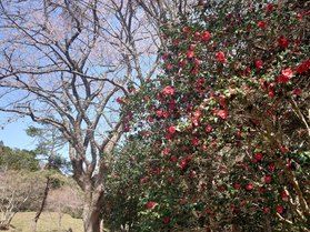 椿開花状況 その②