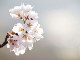 鶴岡公園桜開花🌸<br>今週オフピーク旅空室あり!