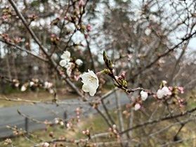 桜の開花状況