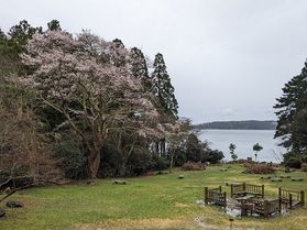 休暇村敷地内の桜の名所