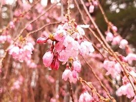枝垂れ桜開花いたしました🌸
