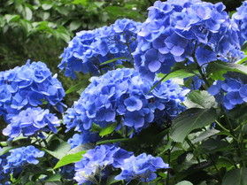 あじさい咲き誇る緑花センター