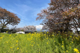 歴史ある桜!狩宿の下馬桜
