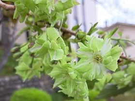 珍しいみどり色の桜、御衣黄桜をご存知ですか？
