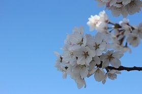 ソメイヨシノはなぜ一斉に散るか