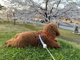 鶴岡公園今年も桜をありがとう