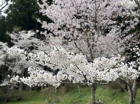 みちのくひとり旅122 桜・満開 蟻塚公園
